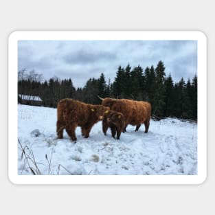 Scottish Highland Cattle Calves and Cow 1603 Sticker